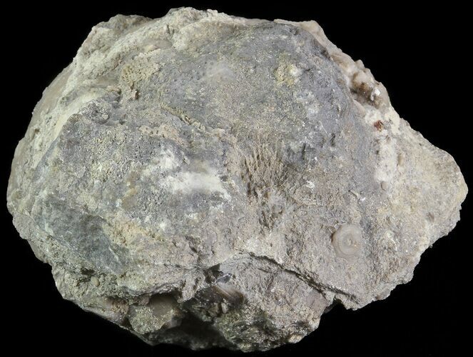 Crinoid Calyx (Pithocrinus) - Alpena, Michigan #68835